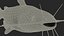 Channel Catfish Ictalurus Punctatus Rigged for Cinema 4D
