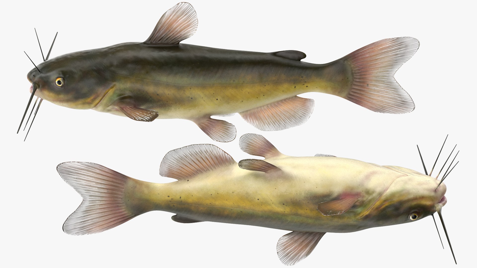 3D Channel Catfish Ictalurus Punctatus Rigged for Cinema 4D model https://p.turbosquid.com/ts-thumb/Yf/ntUNHQ/kV/channelcatfishictaluruspunctatusriggedc4dmodel023/jpg/1639644002/1920x1080/fit_q87/771aa36840e8d9806ad0c4518727cc51be9414b3/channelcatfishictaluruspunctatusriggedc4dmodel023.jpg