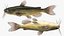 Channel Catfish Ictalurus Punctatus Rigged for Cinema 4D