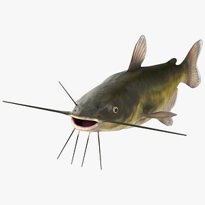 3D Channel Catfish Ictalurus Punctatus Rigged for Cinema 4D model