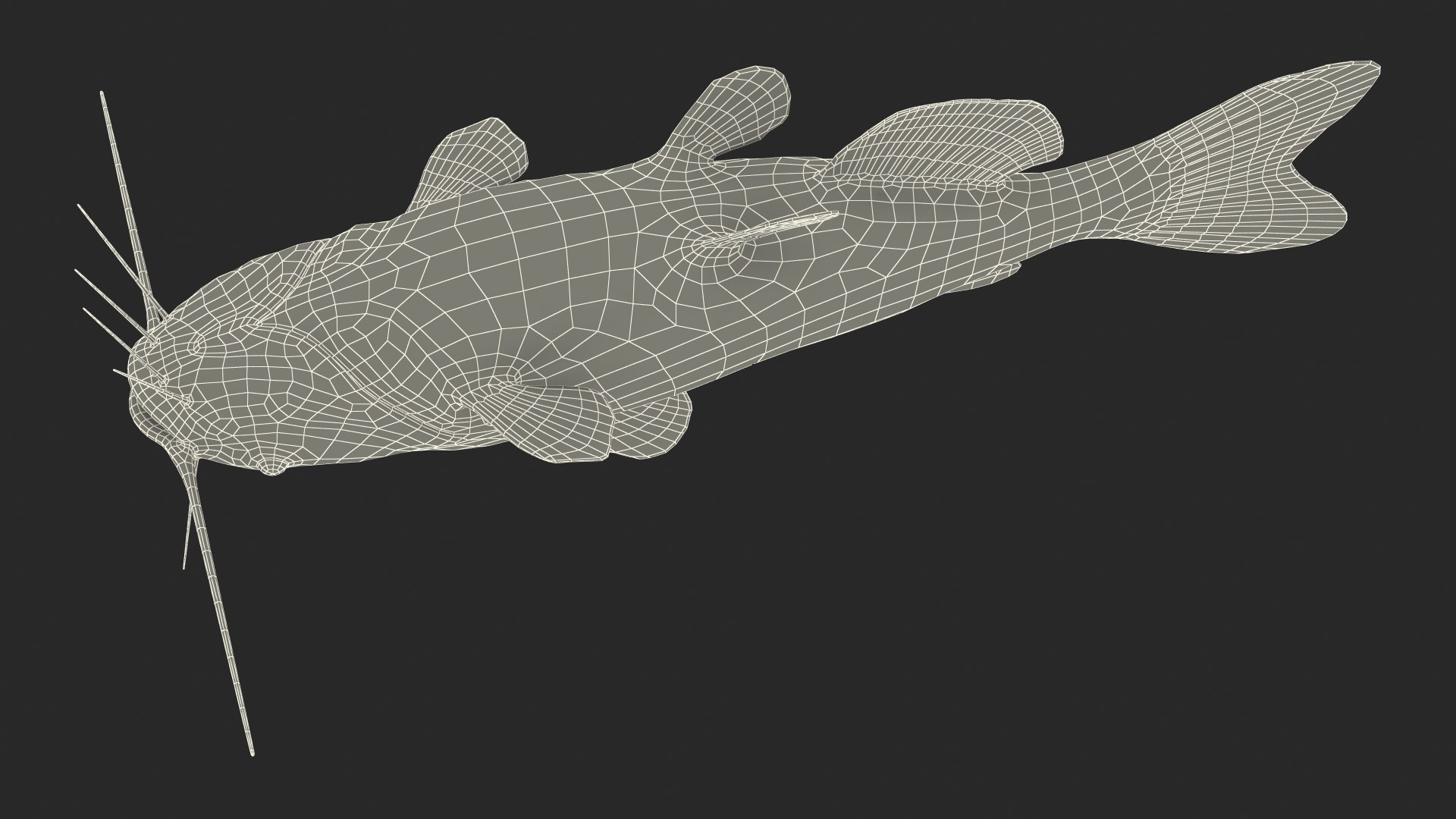 3D Channel Catfish Ictalurus Punctatus Rigged for Cinema 4D model https://p.turbosquid.com/ts-thumb/Yf/ntUNHQ/vO/channelcatfishictaluruspunctatusriggedc4dmodel044/jpg/1639644067/1920x1080/fit_q87/094b16987654d144d23438569ee97e64176944ba/channelcatfishictaluruspunctatusriggedc4dmodel044.jpg
