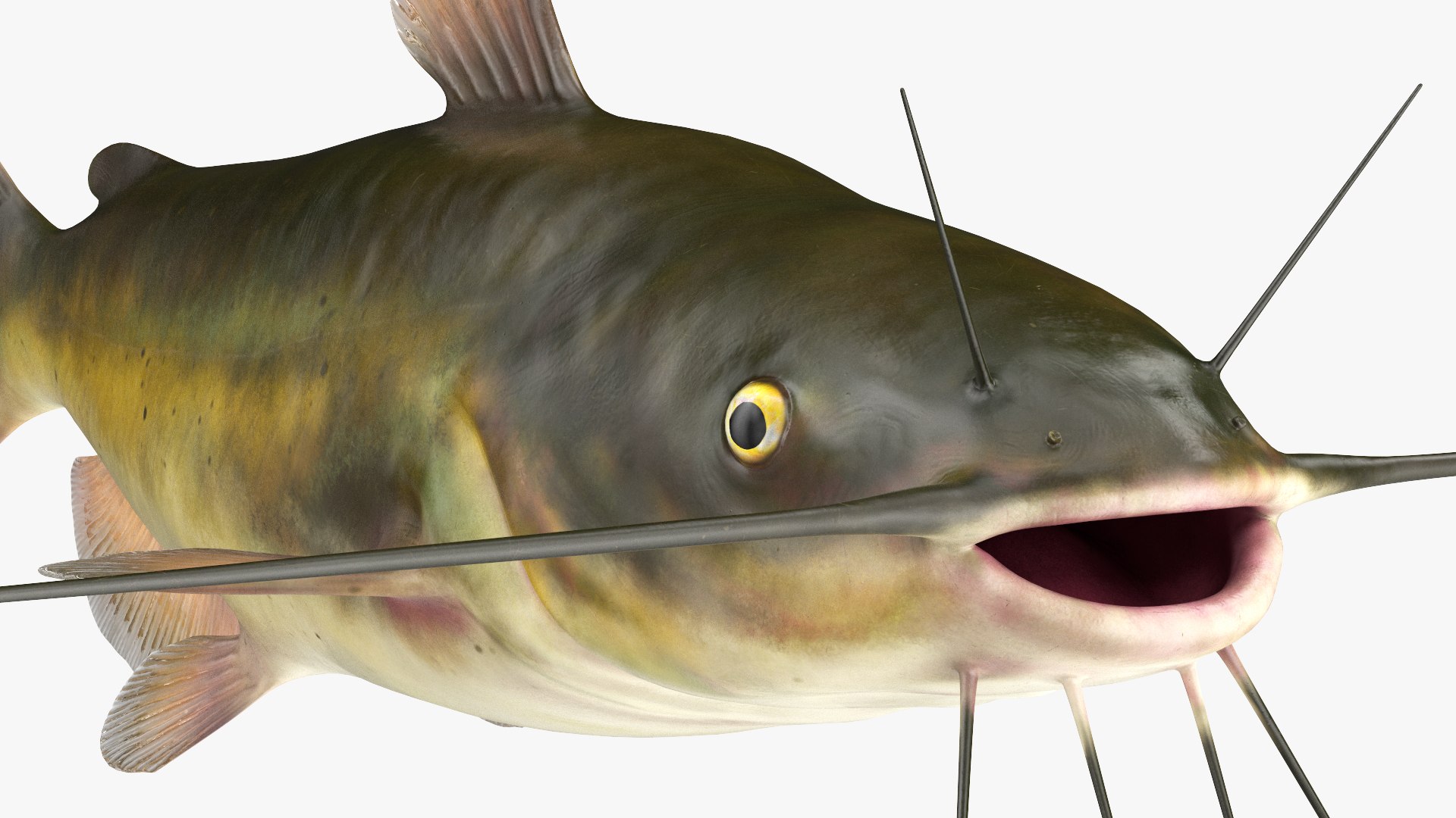 3D Channel Catfish Ictalurus Punctatus Rigged for Cinema 4D model https://p.turbosquid.com/ts-thumb/Yf/ntUNHQ/va/channelcatfishictaluruspunctatusriggedc4dmodel027/jpg/1639644014/1920x1080/fit_q87/3cd3c8cfc3961d0f1426dcc0a974d475a4eedbe5/channelcatfishictaluruspunctatusriggedc4dmodel027.jpg