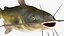 Channel Catfish Ictalurus Punctatus Rigged for Cinema 4D