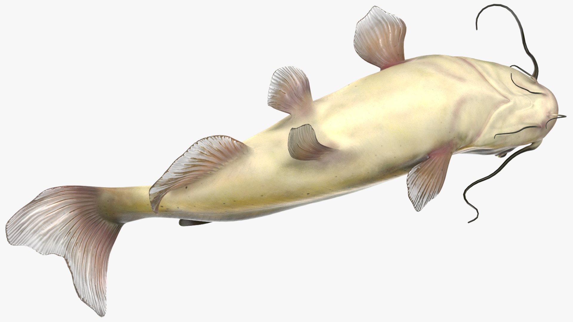 3D Channel Catfish Ictalurus Punctatus Rigged for Cinema 4D model https://p.turbosquid.com/ts-thumb/Yf/ntUNHQ/wB/channelcatfishictaluruspunctatusriggedc4dmodel022/jpg/1639643999/1920x1080/fit_q87/915c6cbc98db9ca9b7881c8453f5de20c68f1799/channelcatfishictaluruspunctatusriggedc4dmodel022.jpg