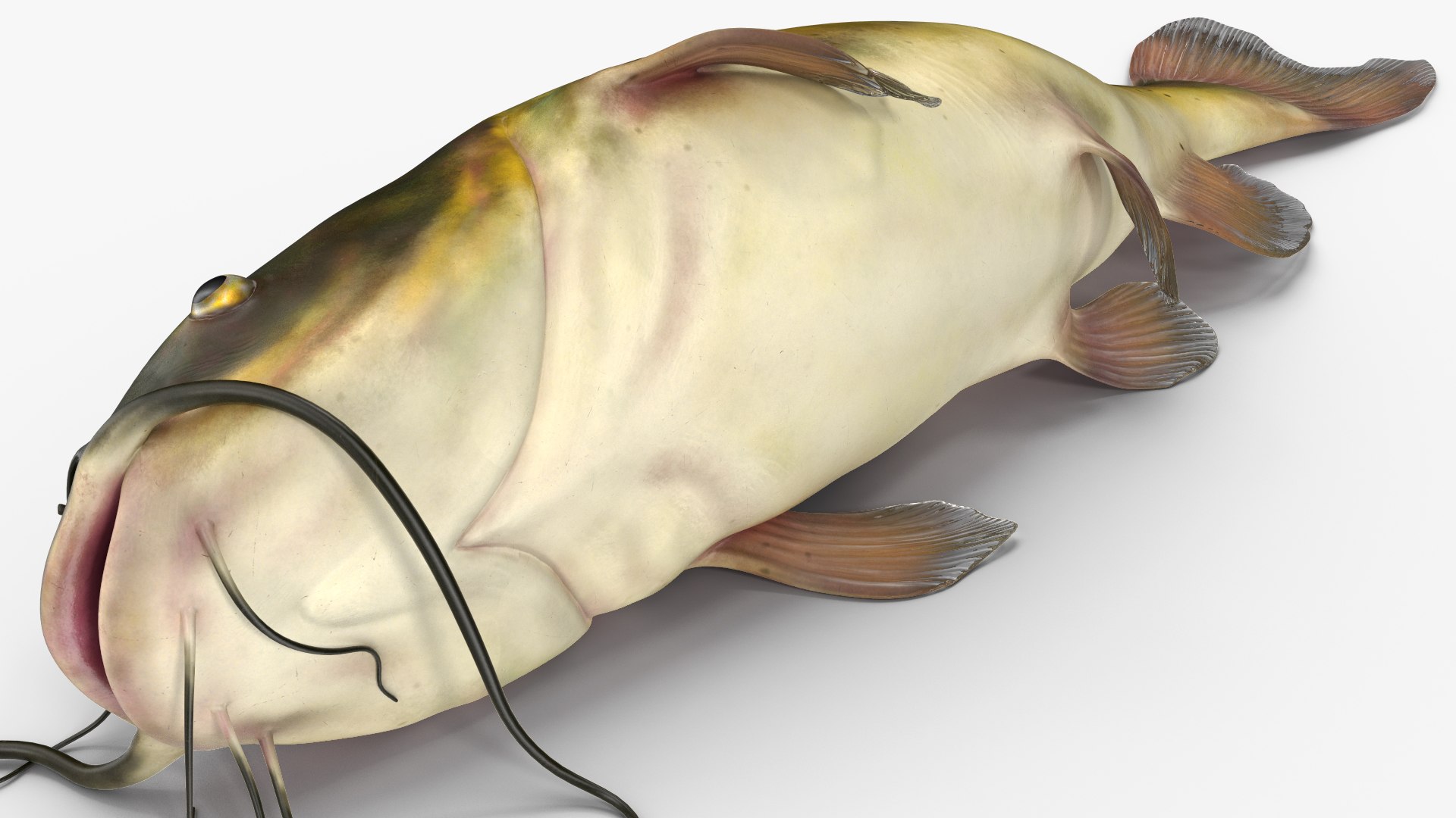 3D Channel Catfish Ictalurus Punctatus Rigged for Cinema 4D model https://p.turbosquid.com/ts-thumb/Yf/ntUNHQ/wr/channelcatfishictaluruspunctatusriggedc4dmodel026/jpg/1639644011/1920x1080/fit_q87/c6405c95cb41a9ebc9ab884269a96cb3f68e4bd0/channelcatfishictaluruspunctatusriggedc4dmodel026.jpg
