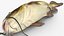 Channel Catfish Ictalurus Punctatus Rigged for Cinema 4D