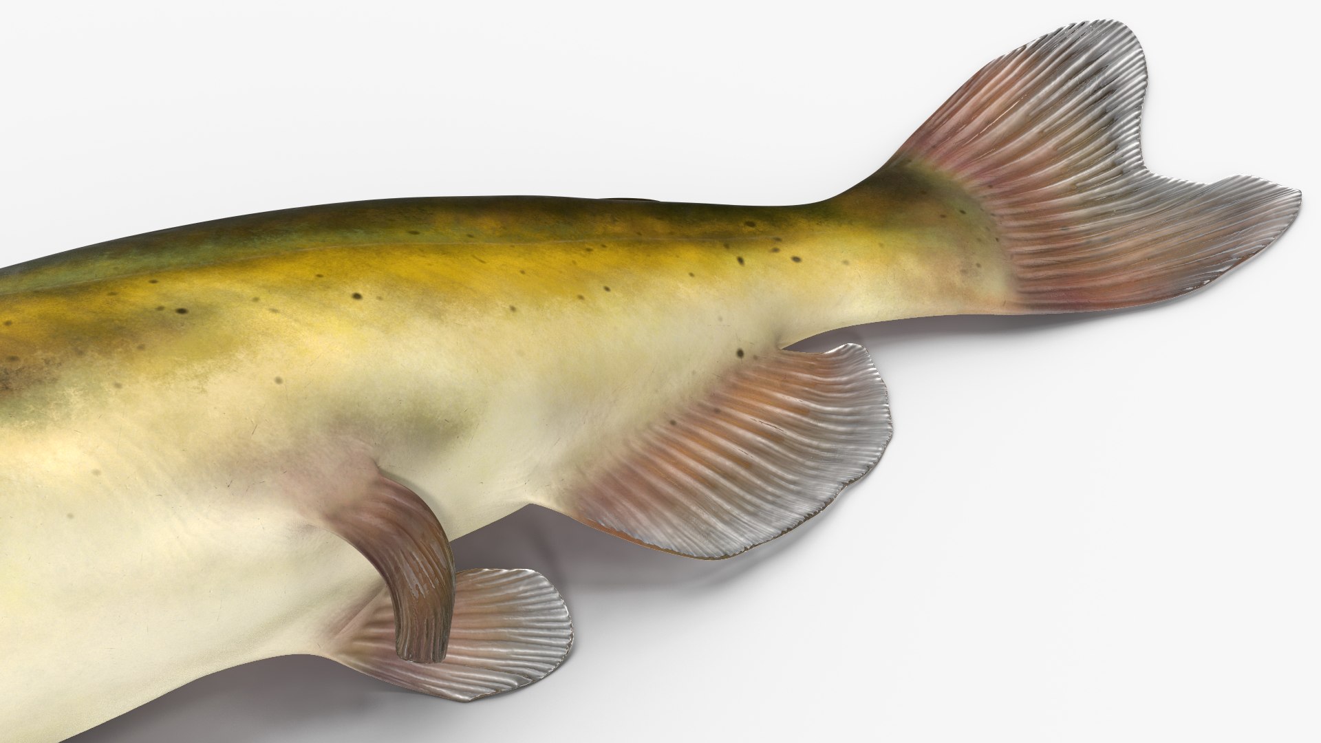 3D Channel Catfish Ictalurus Punctatus Rigged for Cinema 4D model https://p.turbosquid.com/ts-thumb/Yf/ntUNHQ/wv/channelcatfishictaluruspunctatusriggedc4dmodel030/jpg/1639644024/1920x1080/fit_q87/841a6afd38cd5d2e273ad0c9f1d8928cc88adb24/channelcatfishictaluruspunctatusriggedc4dmodel030.jpg