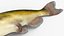 Channel Catfish Ictalurus Punctatus Rigged for Cinema 4D