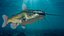 Channel Catfish Ictalurus Punctatus Rigged for Cinema 4D
