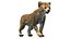 Animal Collection