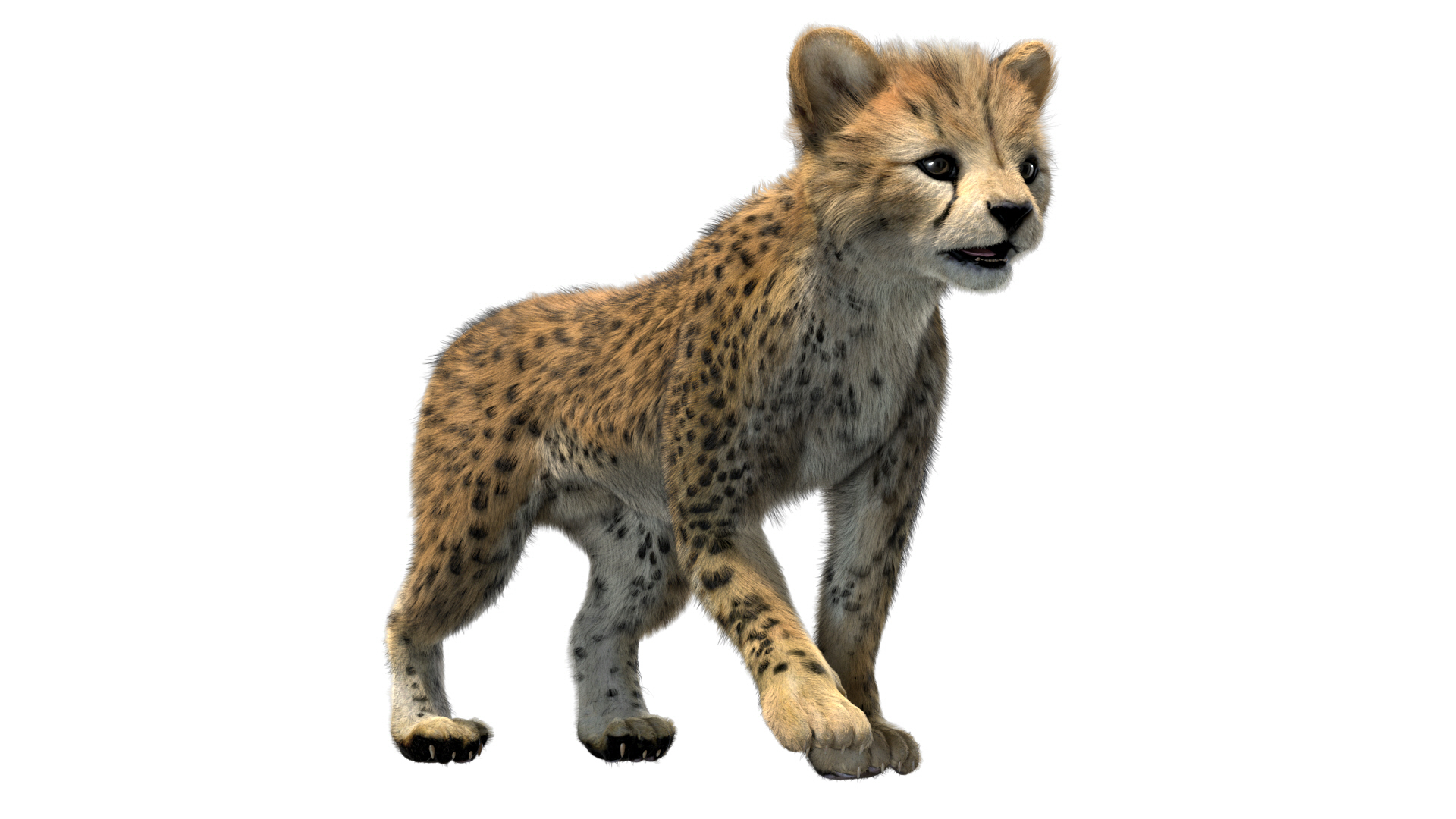 fur 3D https://p.turbosquid.com/ts-thumb/Yf/ohzXdF/0cDga6iZ/cheetahbaby/jpg/1578995938/1920x1080/turn_fit_q99/3bc4bdfb7f7e80e93532ae5fa6d951e3a9fc8367/cheetahbaby-1.jpg