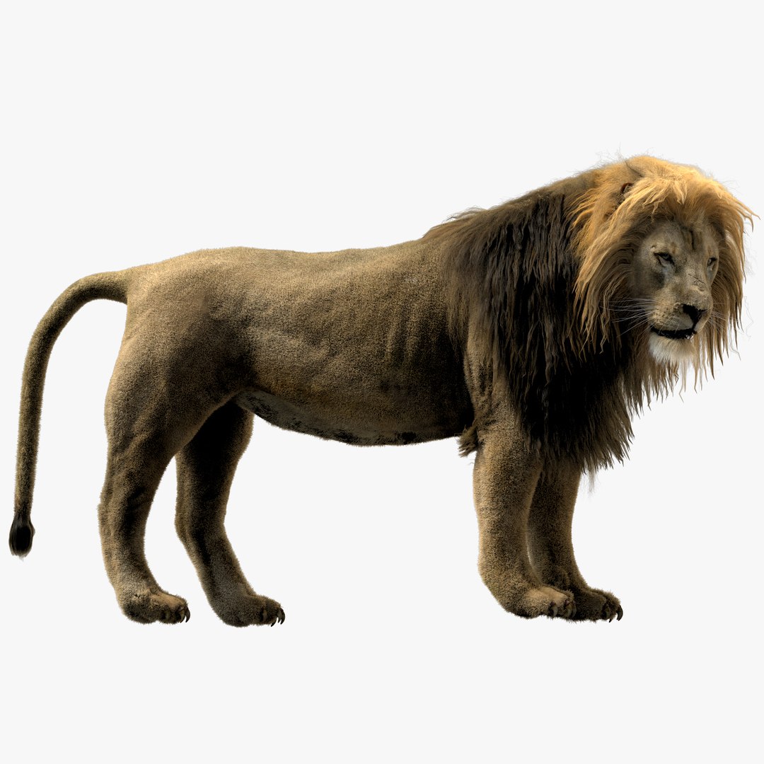 fur 3D https://p.turbosquid.com/ts-thumb/Yf/ohzXdF/16dhnJjr/01/jpg/1578996657/1920x1080/fit_q87/41dc0754aacc1e5ba90c79f51321568239d6c388/01.jpg