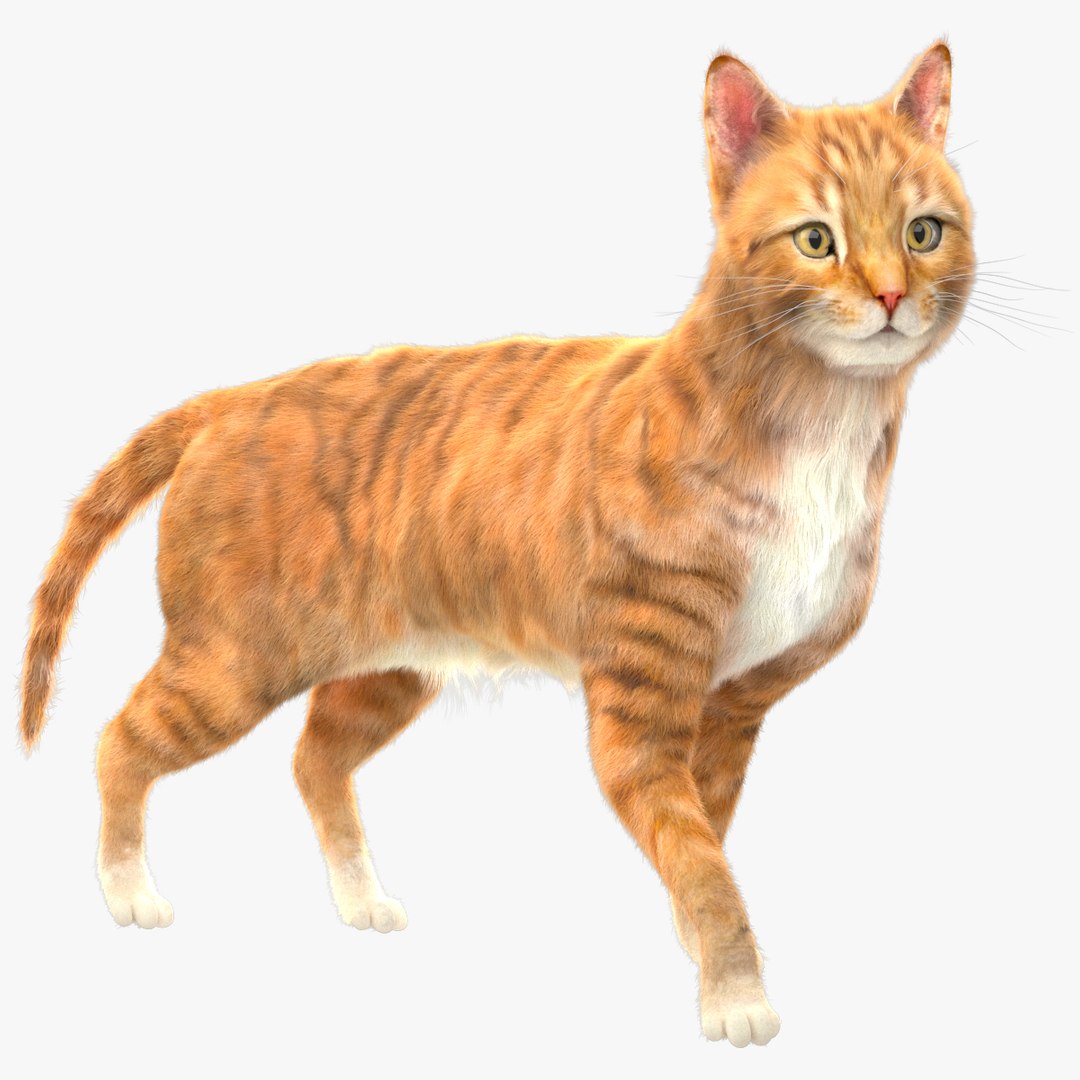 fur 3D https://p.turbosquid.com/ts-thumb/Yf/ohzXdF/1kStEotU/01/jpg/1578995866/1920x1080/fit_q87/2c5fa1805f1a9509acbffc11de32245e7f1d1964/01.jpg