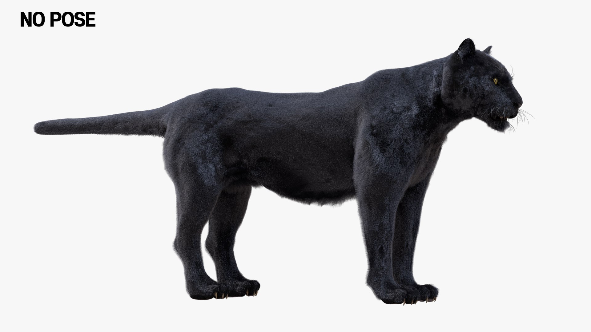 fur 3D https://p.turbosquid.com/ts-thumb/Yf/ohzXdF/3AAVYSkq/03/jpg/1578996472/1920x1080/fit_q87/ba1a365d14ef33ee95d805218f88be629e6da0bb/03.jpg