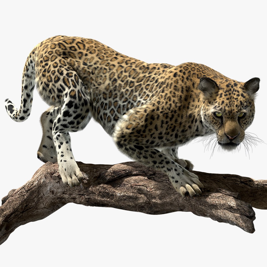 fur 3D https://p.turbosquid.com/ts-thumb/Yf/ohzXdF/3M6Z8x72/01/jpg/1578996411/1920x1080/fit_q87/f9cdad8496a3ec670a45677adf7d01332a2cd418/01.jpg