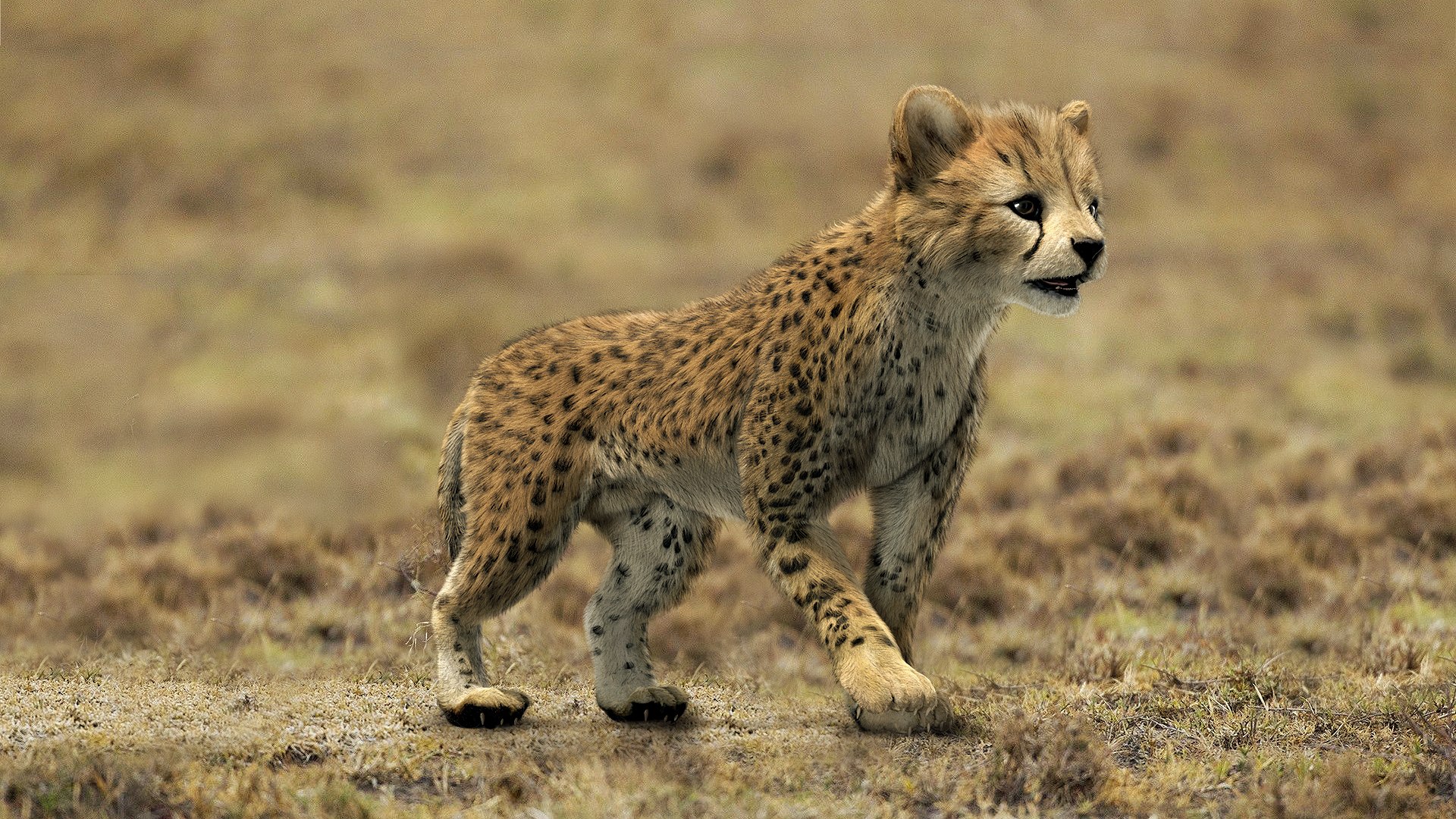 fur 3D https://p.turbosquid.com/ts-thumb/Yf/ohzXdF/4JTMBKyt/02/jpg/1578995919/1920x1080/fit_q87/30a0333a5ac21f9e758bd122c78630eb67f40a6d/02.jpg