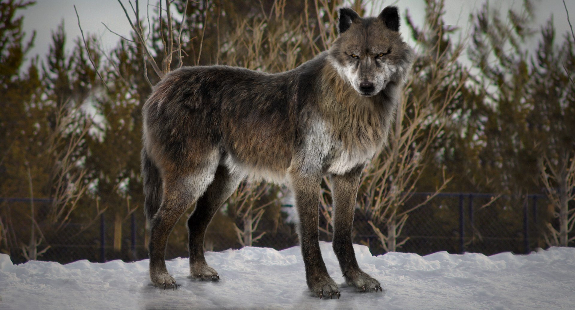 fur 3D https://p.turbosquid.com/ts-thumb/Yf/ohzXdF/4pEMa1f0/02/jpg/1578997475/1920x1080/fit_q87/69c1bec13b29e4efe60698ad5adbd676562110c6/02.jpg