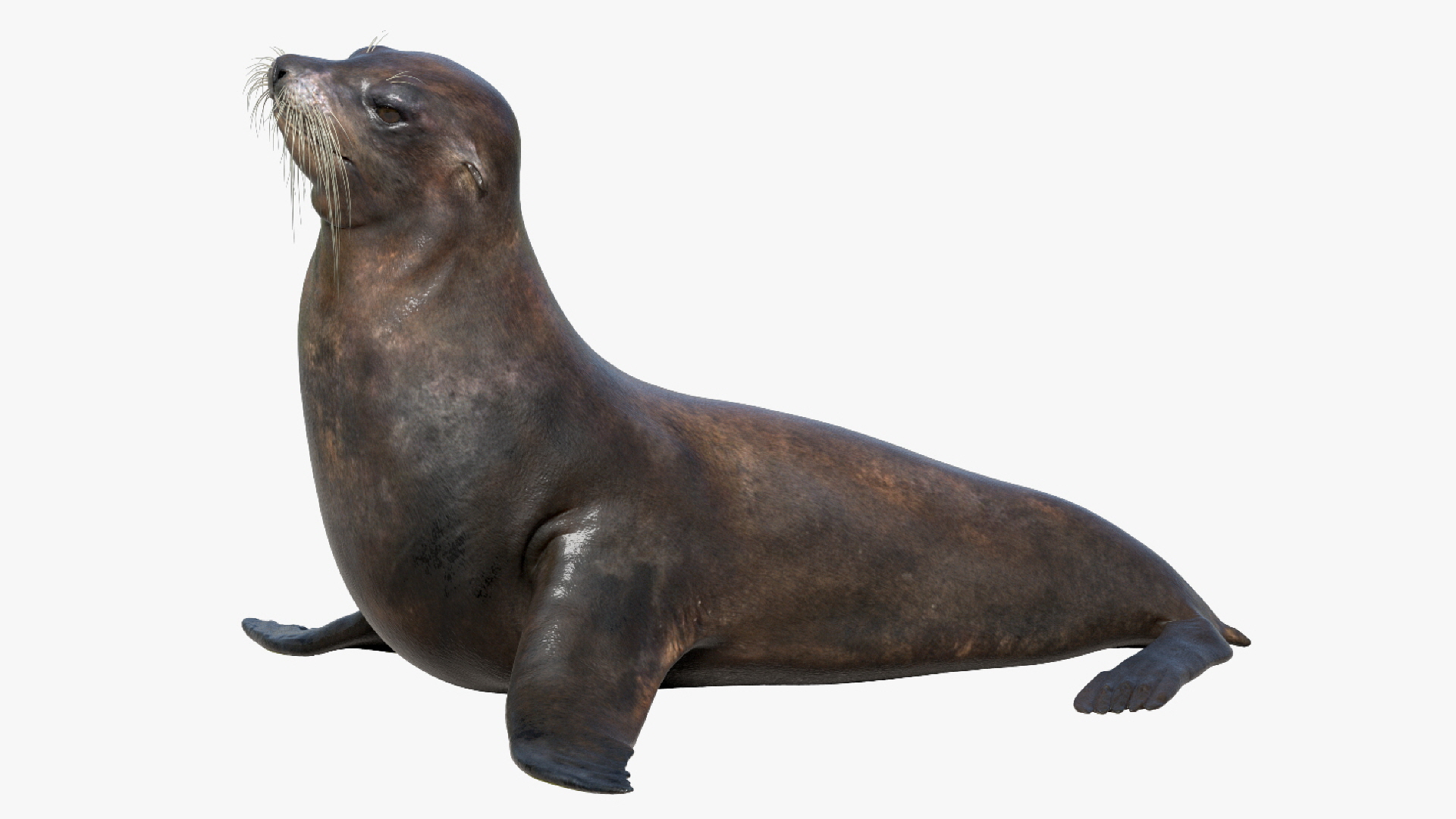 fur 3D https://p.turbosquid.com/ts-thumb/Yf/ohzXdF/4vxbncJx/seal/jpg/1578996801/1920x1080/turn_fit_q99/22aeefe2deb877b7e5f420aad3609e8b7dd4c61d/seal-1.jpg