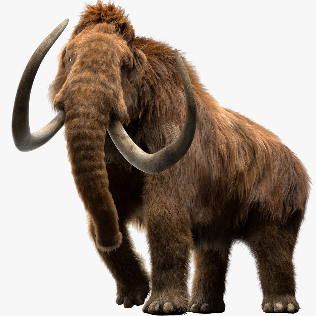 fur 3D https://p.turbosquid.com/ts-thumb/Yf/ohzXdF/5OKuCbll/01/jpg/1578996663/1920x1080/fit_q87/6fc3f4e13bf77e3e6b01fb66076792bfa0602a10/01.jpg