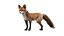 Animal Collection