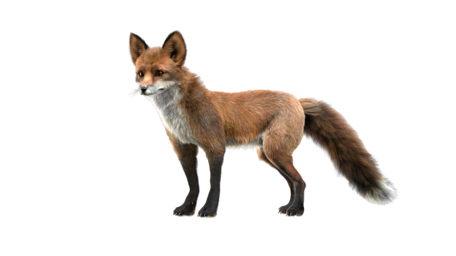 fur 3D https://p.turbosquid.com/ts-thumb/Yf/ohzXdF/5PkRsrep/fox/jpg/1578996171/1920x1080/turn_fit_q99/a9a927b94f77b050a0853990002e8a9a2d1c060f/fox-1.jpg
