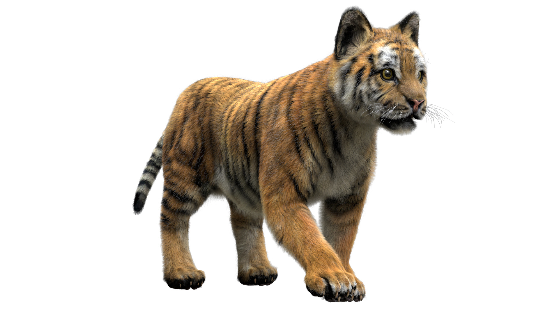 fur 3D https://p.turbosquid.com/ts-thumb/Yf/ohzXdF/6nuRncS3/tigerbaby/jpg/1578997018/1920x1080/turn_fit_q99/80d865596754e22040c06ed63ac4abd1f0bba4b7/tigerbaby-1.jpg