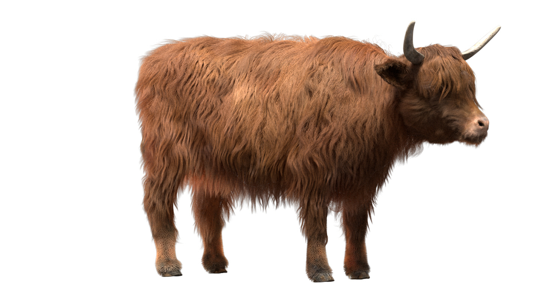 fur 3D https://p.turbosquid.com/ts-thumb/Yf/ohzXdF/7Xg4nd02/highlandcow/jpg/1578996023/1920x1080/turn_fit_q99/172e081bf7a41e1b5d60b041a07508ecdde5b6d5/highlandcow-1.jpg