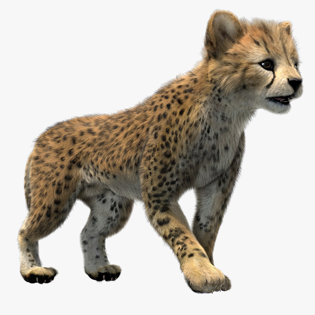 fur 3D https://p.turbosquid.com/ts-thumb/Yf/ohzXdF/89Ty3UjN/01/jpg/1578995919/1920x1080/fit_q87/a8d8d9dba6b5d59afe15ec5c08c752c4e69f3b07/01.jpg