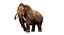 Animal Collection