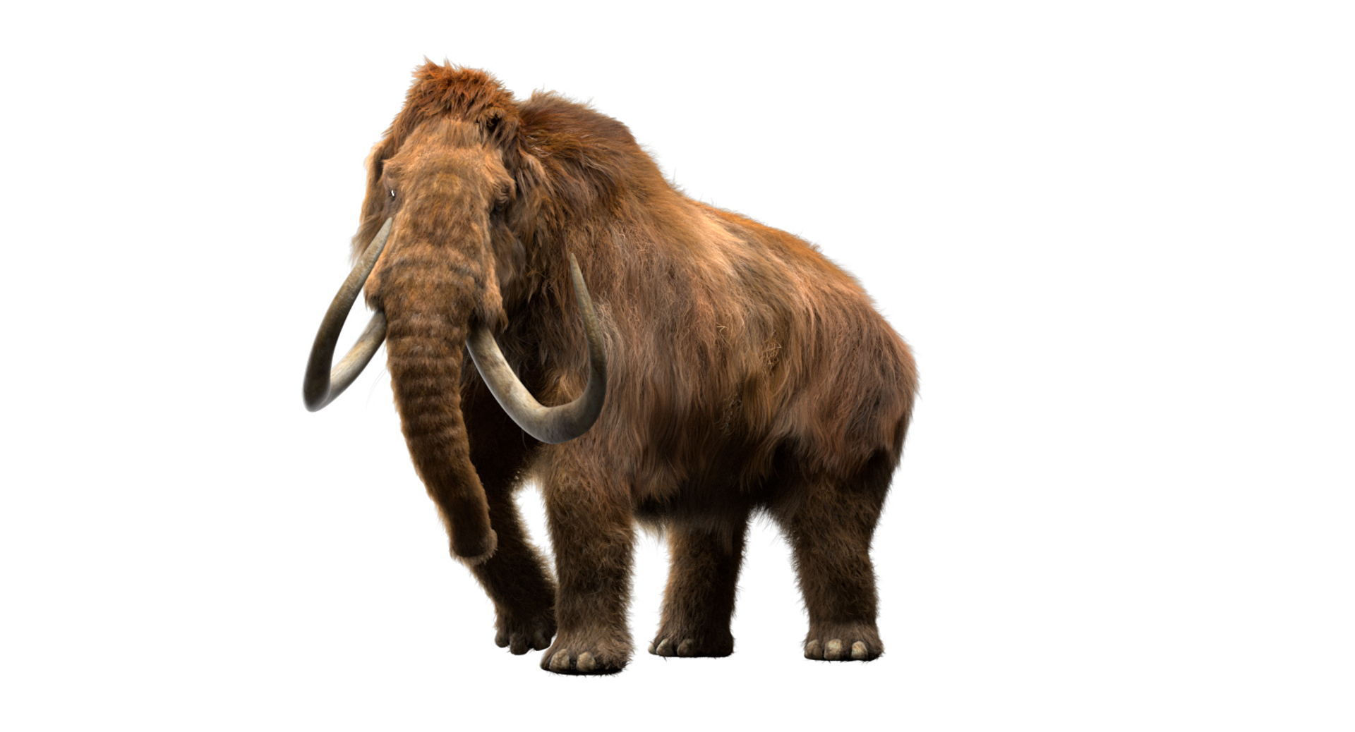 fur 3D https://p.turbosquid.com/ts-thumb/Yf/ohzXdF/98yf1Cqz/mammoth/jpg/1578996688/1920x1080/turn_fit_q99/2e4081ed4a5f989c4312e01592f9efcb089c6012/mammoth-1.jpg