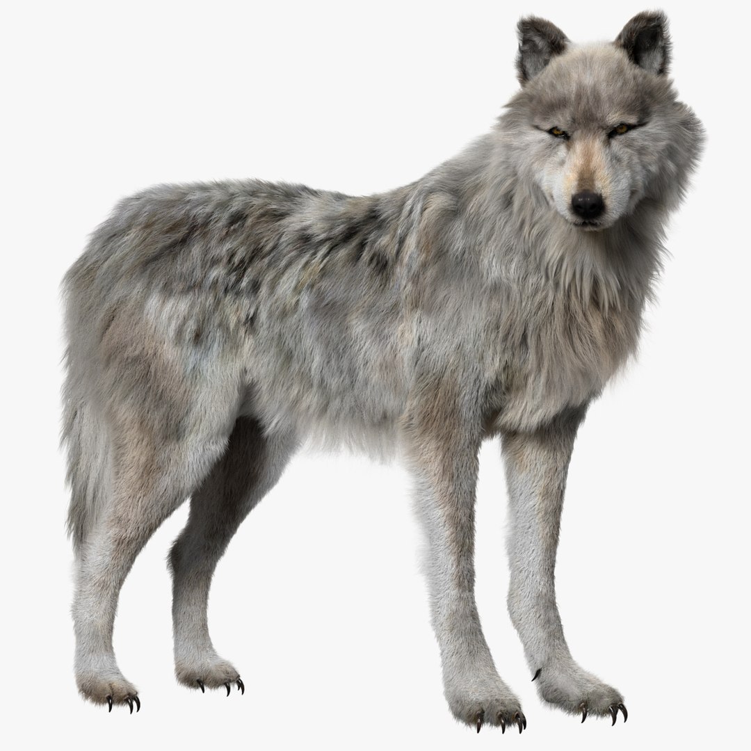 fur 3D https://p.turbosquid.com/ts-thumb/Yf/ohzXdF/BuM09M5Z/01/jpg/1578997428/1920x1080/fit_q87/a8cda5ff8d07bbd109b687ab858b6579d97c1b19/01.jpg