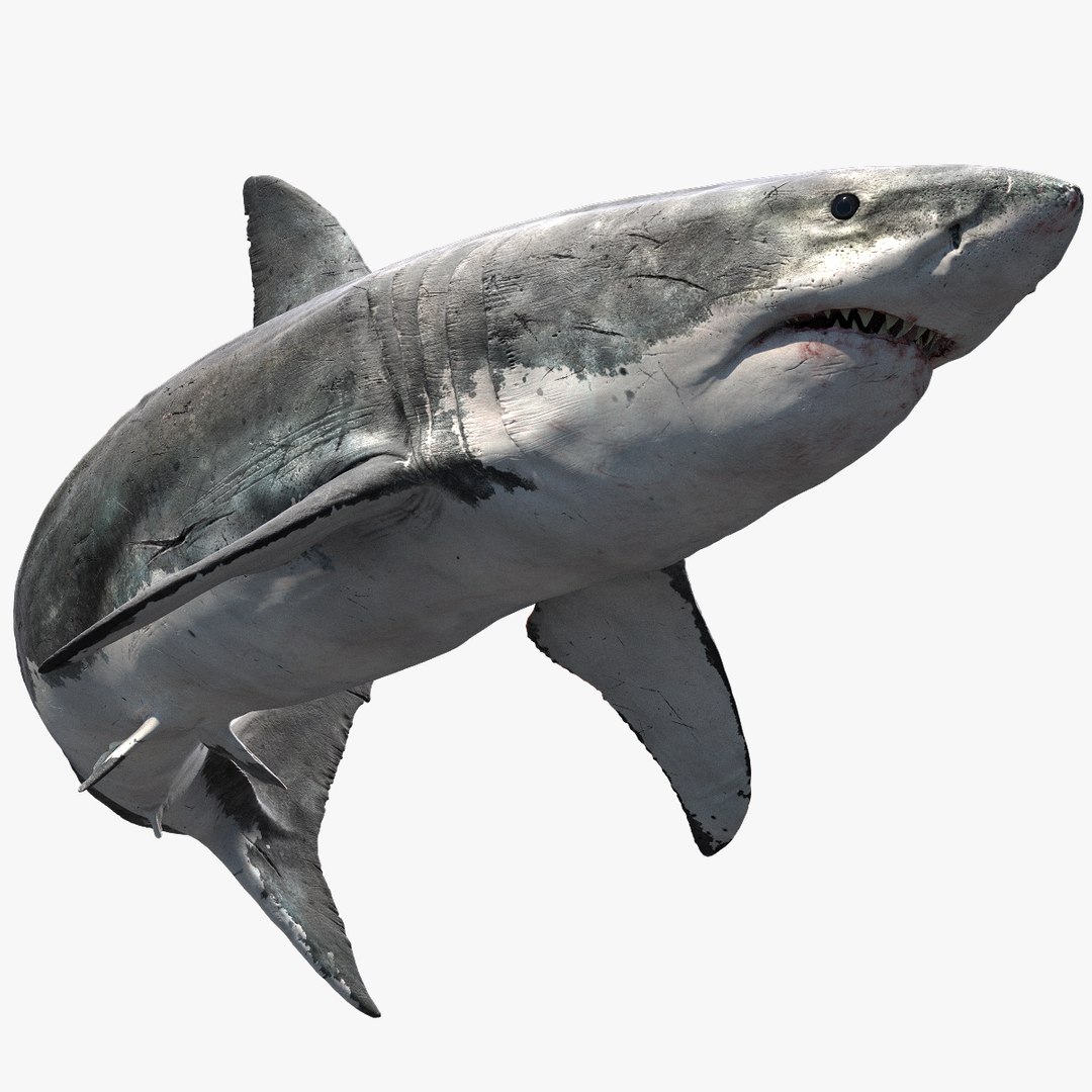 fur 3D https://p.turbosquid.com/ts-thumb/Yf/ohzXdF/DH58TXDL/01/jpg/1578996830/1920x1080/fit_q87/f19bfe6a1dc5ef386187343358f1a65022c16a3e/01.jpg