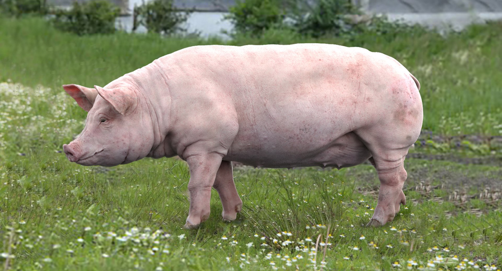 fur 3D https://p.turbosquid.com/ts-thumb/Yf/ohzXdF/EEVvDSWX/02/jpg/1578996723/1920x1080/fit_q87/f2befd104651382ce2dbbe71a8530a09c9a48f13/02.jpg