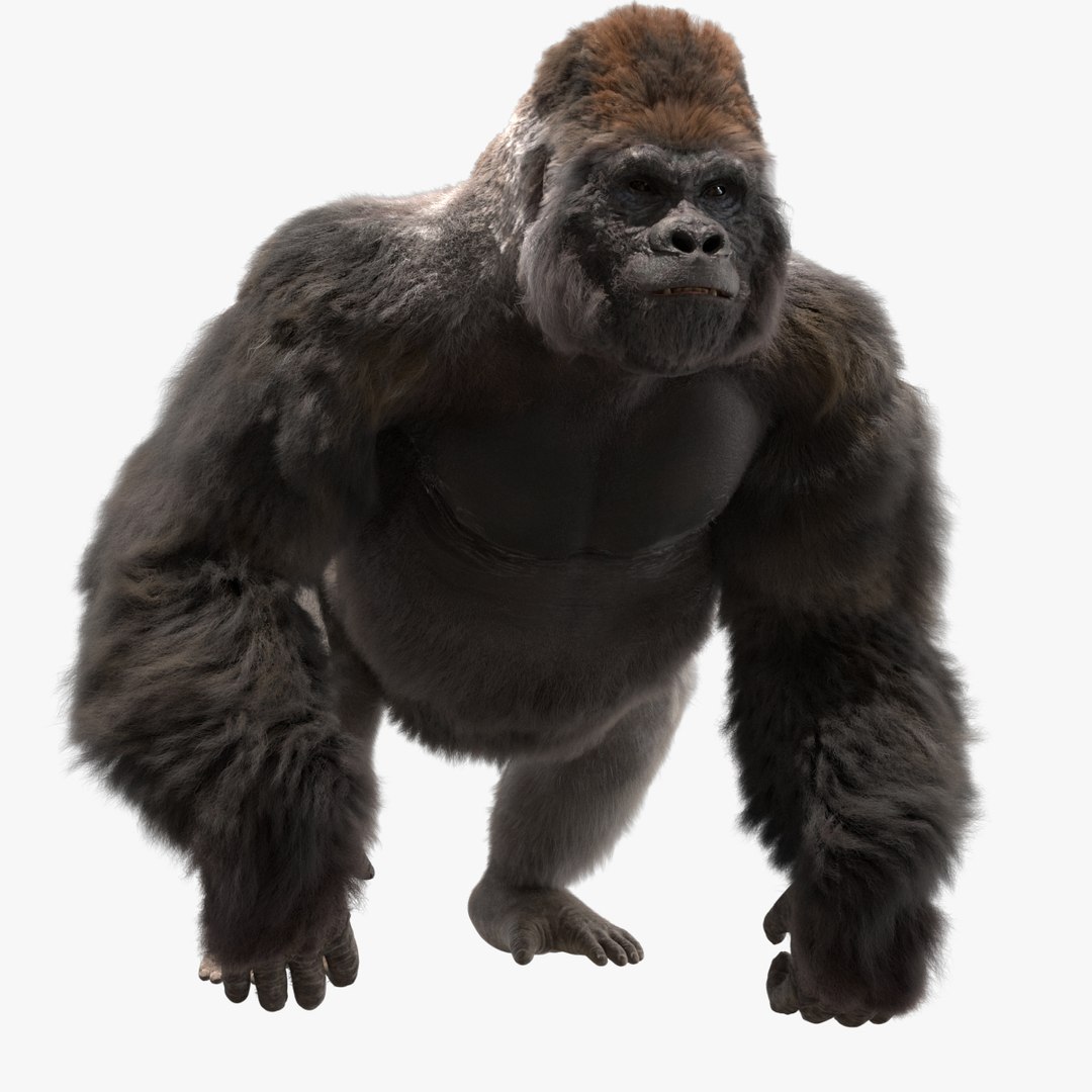 fur 3D https://p.turbosquid.com/ts-thumb/Yf/ohzXdF/FneuNHz9/01/jpg/1578996181/1920x1080/fit_q87/52d2389e719fff0a6edce2fd21c4c10883eb2efc/01.jpg