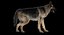 Animal Collection