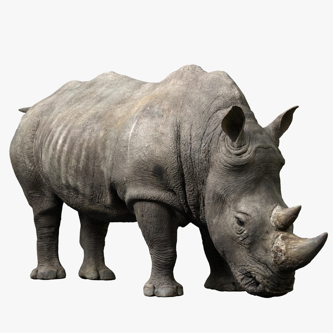fur 3D https://p.turbosquid.com/ts-thumb/Yf/ohzXdF/Gsnictbd/01/jpg/1578996752/1920x1080/fit_q87/5841675b68372b4b19751f721467e7c4096c9313/01.jpg