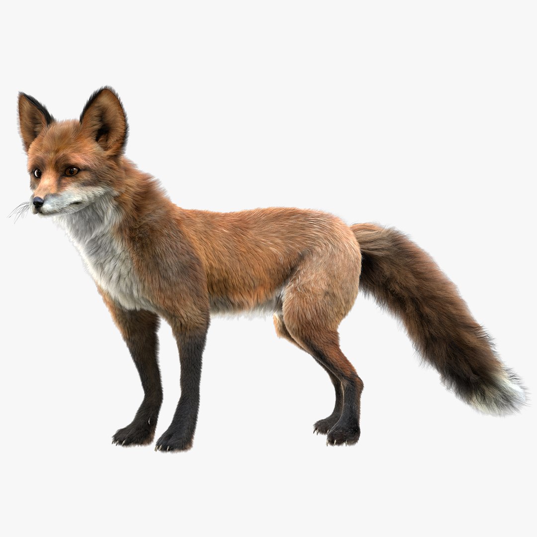 fur 3D https://p.turbosquid.com/ts-thumb/Yf/ohzXdF/Ipqv4Szt/01/jpg/1578996155/1920x1080/fit_q87/c6343eb4b6c90afa941bb39544caa08208583783/01.jpg