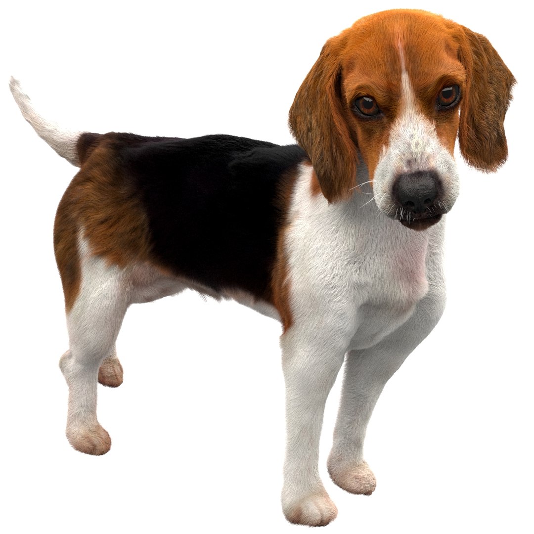 fur 3D https://p.turbosquid.com/ts-thumb/Yf/ohzXdF/JyFCTtP8/01/jpg/1578995677/1920x1080/fit_q87/7465dd68bc19690cdf4ef053d038c1b5d030e2ea/01.jpg