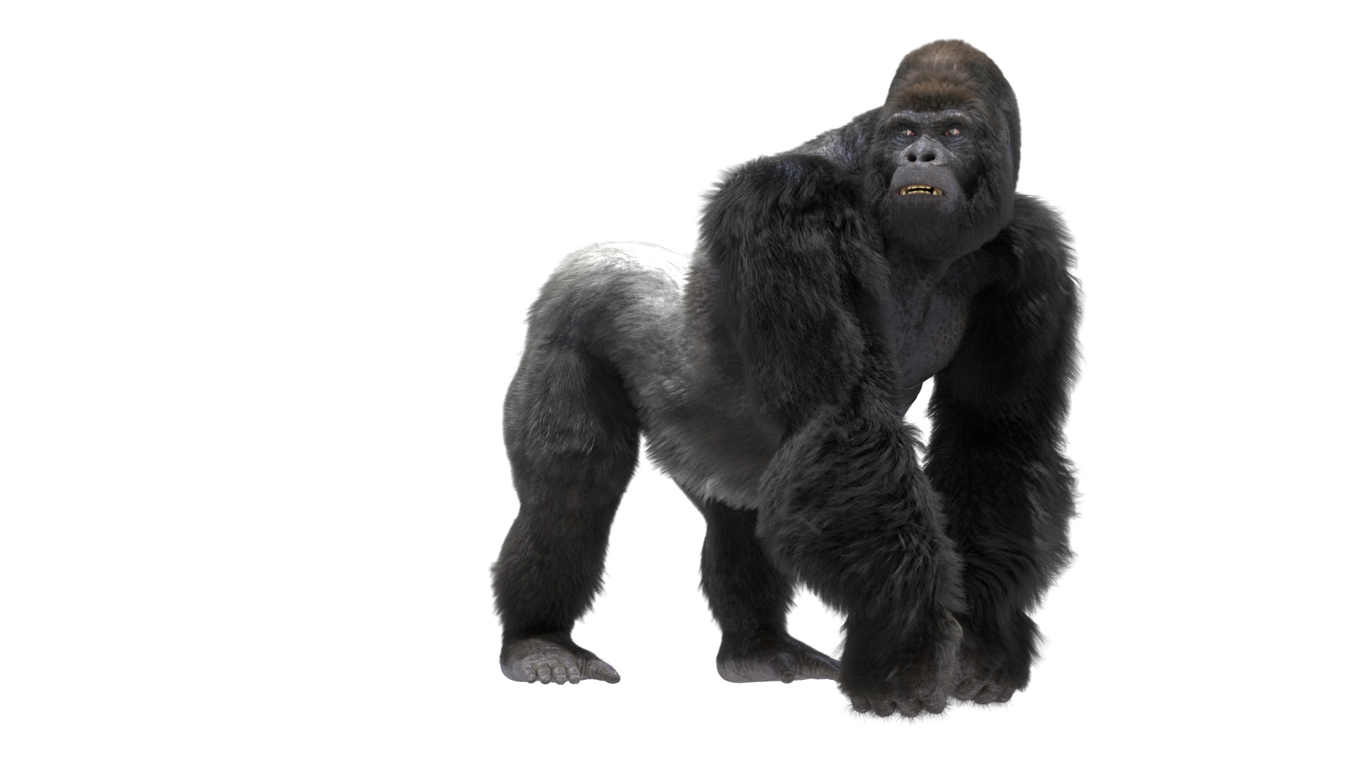 fur 3D https://p.turbosquid.com/ts-thumb/Yf/ohzXdF/M6Qy5ELA/mountaingorilla/jpg/1578996225/1920x1080/turn_fit_q99/a1d13aea4f4b25a298329426d2e90589f6c27beb/mountaingorilla-1.jpg