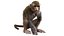 Animal Collection