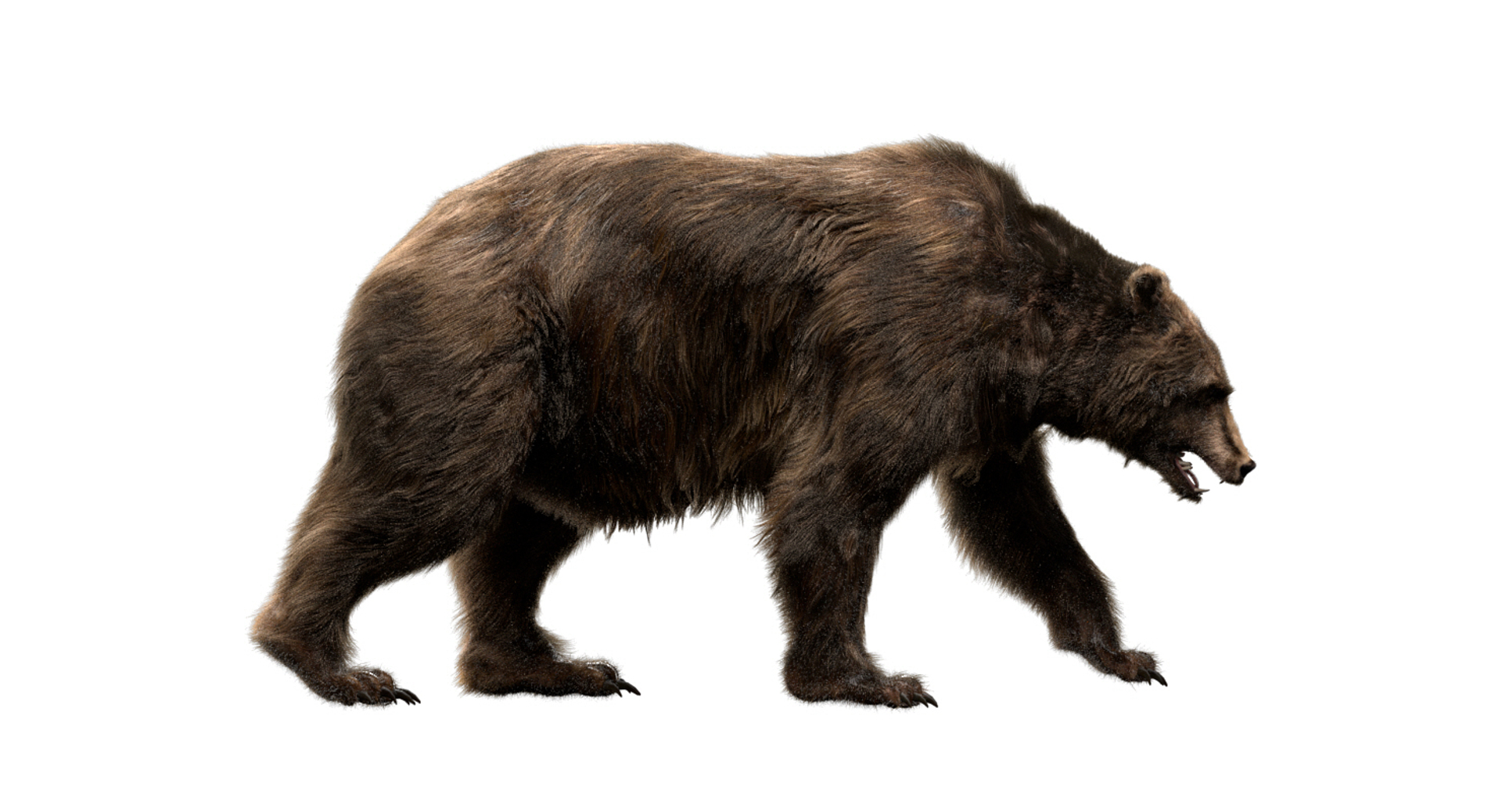 fur 3D https://p.turbosquid.com/ts-thumb/Yf/ohzXdF/QaTAF6Mi/bear/jpg/1578995783/1920x1080/turn_fit_q99/5bd9f9c1afaffdd69ce22fd9591d234fa077ff47/bear-1.jpg
