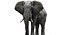 Animal Collection