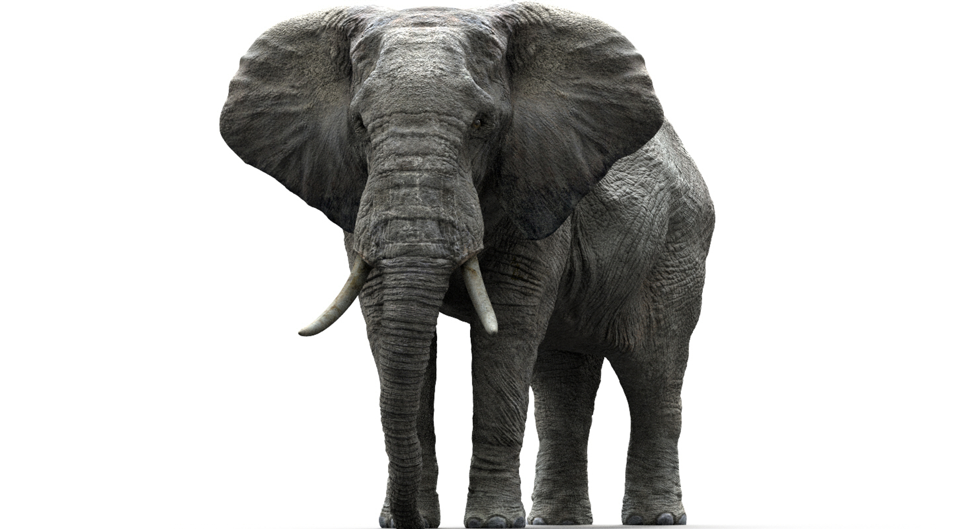 fur 3D https://p.turbosquid.com/ts-thumb/Yf/ohzXdF/RZR2KFIX/elephant/jpg/1578996117/1920x1080/turn_fit_q99/042cdef25802ddc6bf4f7a43a01824be7f727aff/elephant-1.jpg