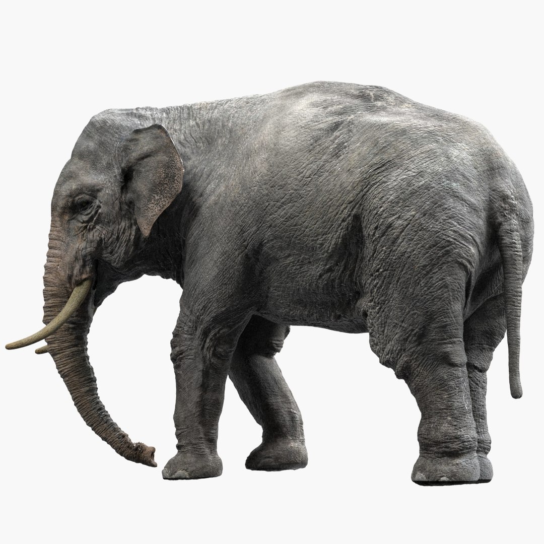 fur 3D https://p.turbosquid.com/ts-thumb/Yf/ohzXdF/U0hiBCEt/01/jpg/1578996125/1920x1080/fit_q87/85be914e2d690e04f03eb1a47365595af2e4ca89/01.jpg