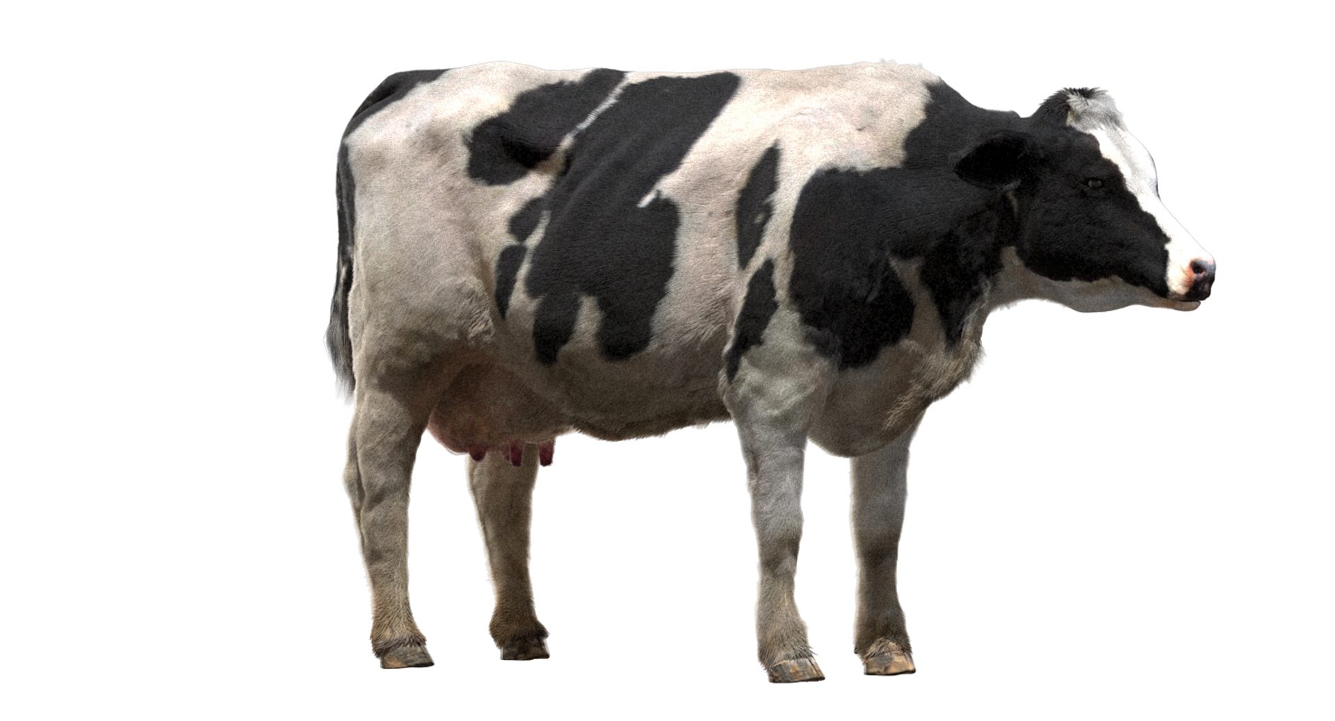 fur 3D https://p.turbosquid.com/ts-thumb/Yf/ohzXdF/UVmrqRuO/dairycow/jpg/1578996007/1920x1080/turn_fit_q99/f47b80dbe9298f4a770bfddf4240366331e84059/dairycow-1.jpg
