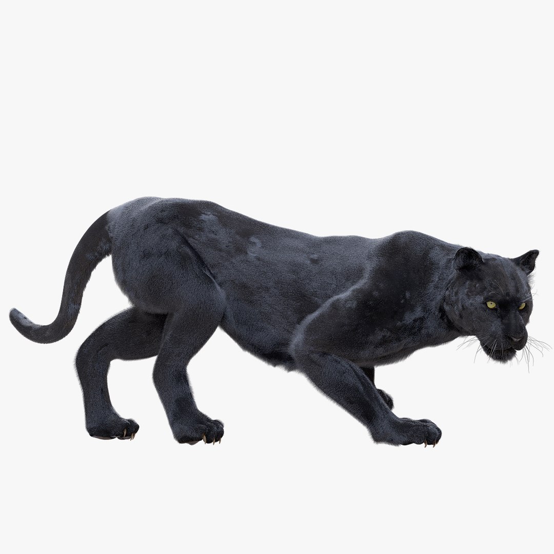 fur 3D https://p.turbosquid.com/ts-thumb/Yf/ohzXdF/UWBQlpHe/01/jpg/1578996472/1920x1080/fit_q87/fe4b907fa12a8f726a917e1bccac37dd4d7a54a9/01.jpg