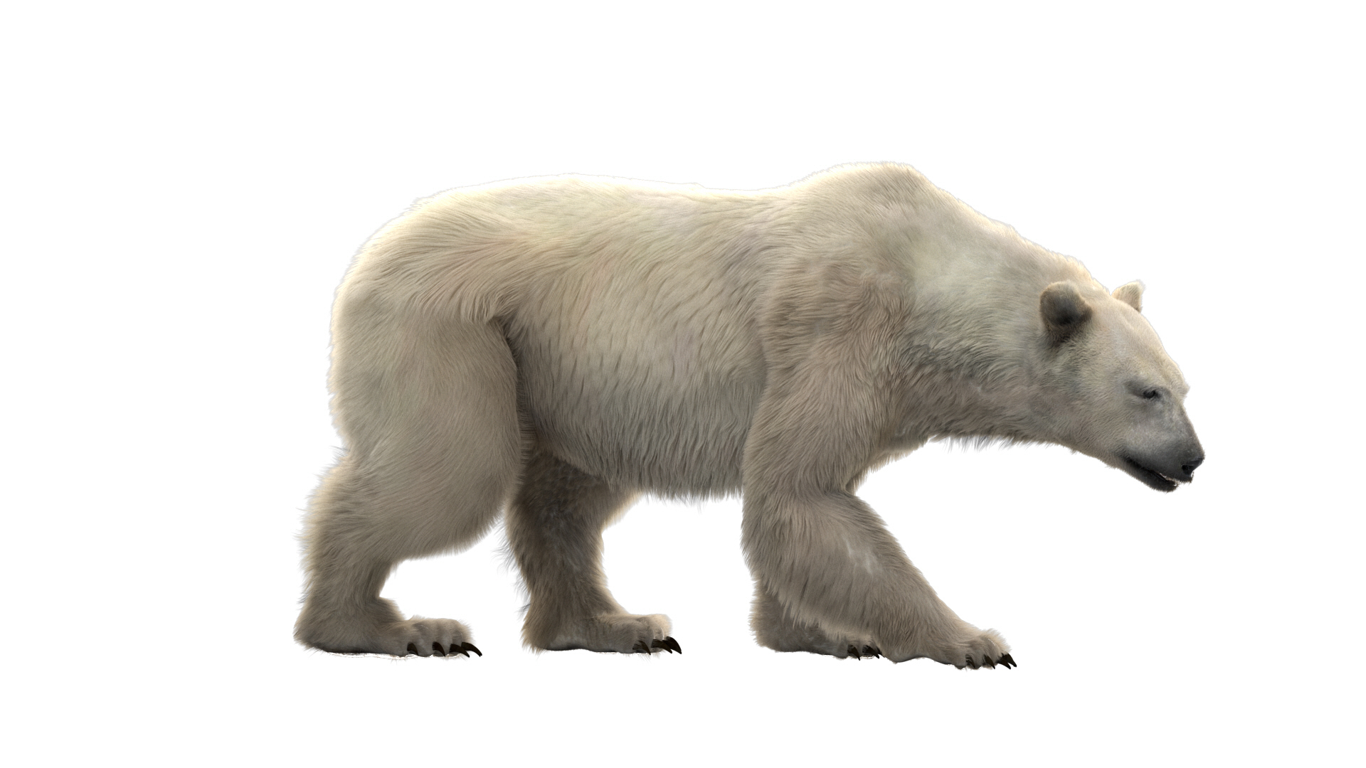 fur 3D https://p.turbosquid.com/ts-thumb/Yf/ohzXdF/UrsyDu6M/polarbear/jpg/1578995823/1920x1080/turn_fit_q99/2cfb7617ec35c13c7dad96db8e549f703b083c98/polarbear-1.jpg