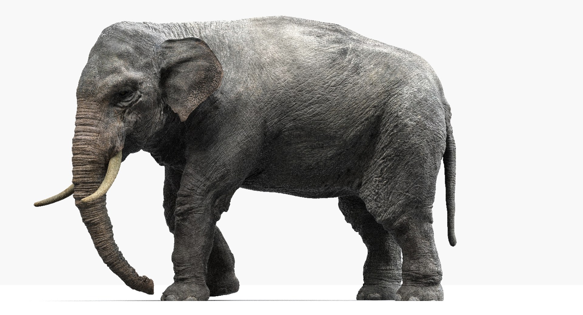 fur 3D https://p.turbosquid.com/ts-thumb/Yf/ohzXdF/UxIjq5Js/asianelephant/jpg/1578996146/1920x1080/turn_fit_q99/485b3de815b6f92d7d46dc0478458b1055fe7371/asianelephant-1.jpg