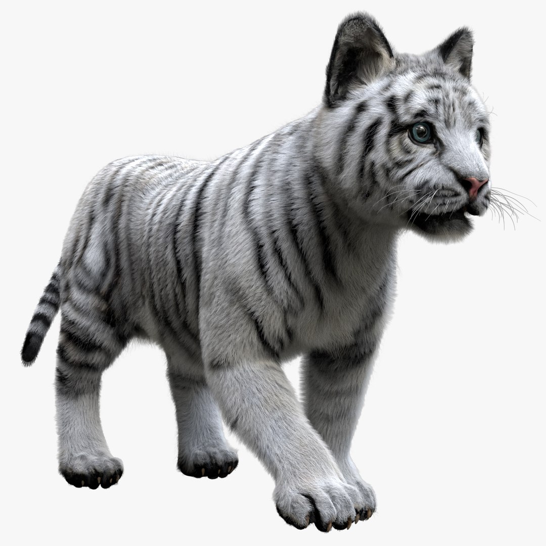 fur 3D https://p.turbosquid.com/ts-thumb/Yf/ohzXdF/WbvKVoo0/01/jpg/1578997044/1920x1080/fit_q87/c5ee5e615f543042b0e35223621f30120ae1e8c2/01.jpg