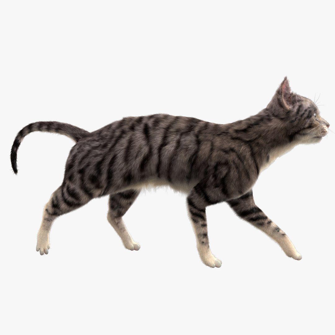 fur 3D https://p.turbosquid.com/ts-thumb/Yf/ohzXdF/XXvzgCt5/01/jpg/1578995821/1920x1080/fit_q87/f65dfbde8600cf12412cf695e1bc44957c70bff1/01.jpg